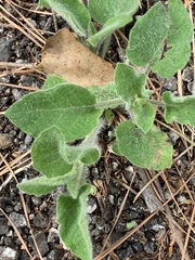 Physalis heterophylla