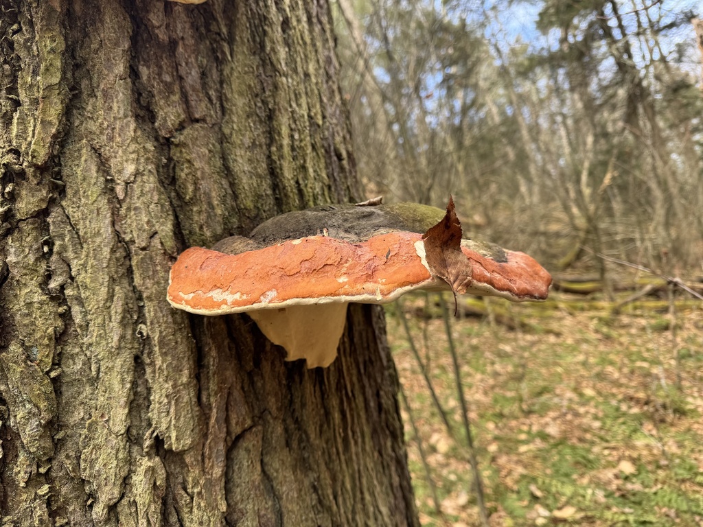 Fomitopsis mounceae · March 2026 · photo: © siphonophoreslinger (iNaturalist, cc-by)