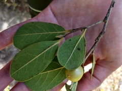 Diospyros crassinervis