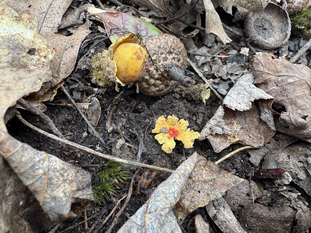 Calostoma lutescens · March 2026 · photo: © siphonophoreslinger (iNaturalist, cc-by)
