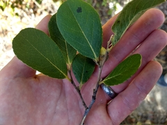 Diospyros crassinervis