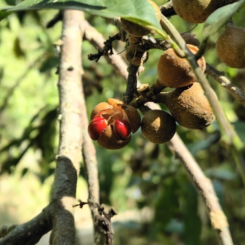 American Muskwood (Guarea guidonia)