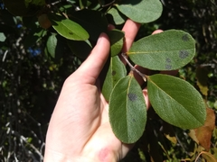 Diospyros crassinervis