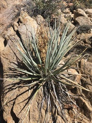 Yucca baccata baccata