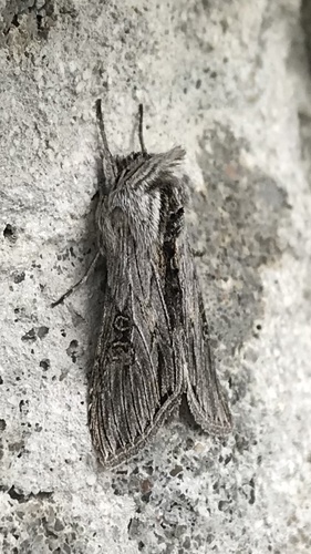 Cucullia antipoda photo 3
