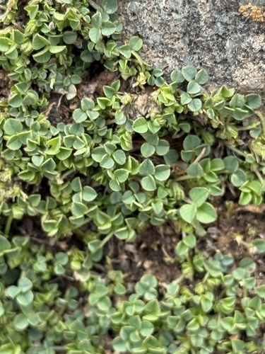 Sprawling medick (Medicago suffruticosa)
