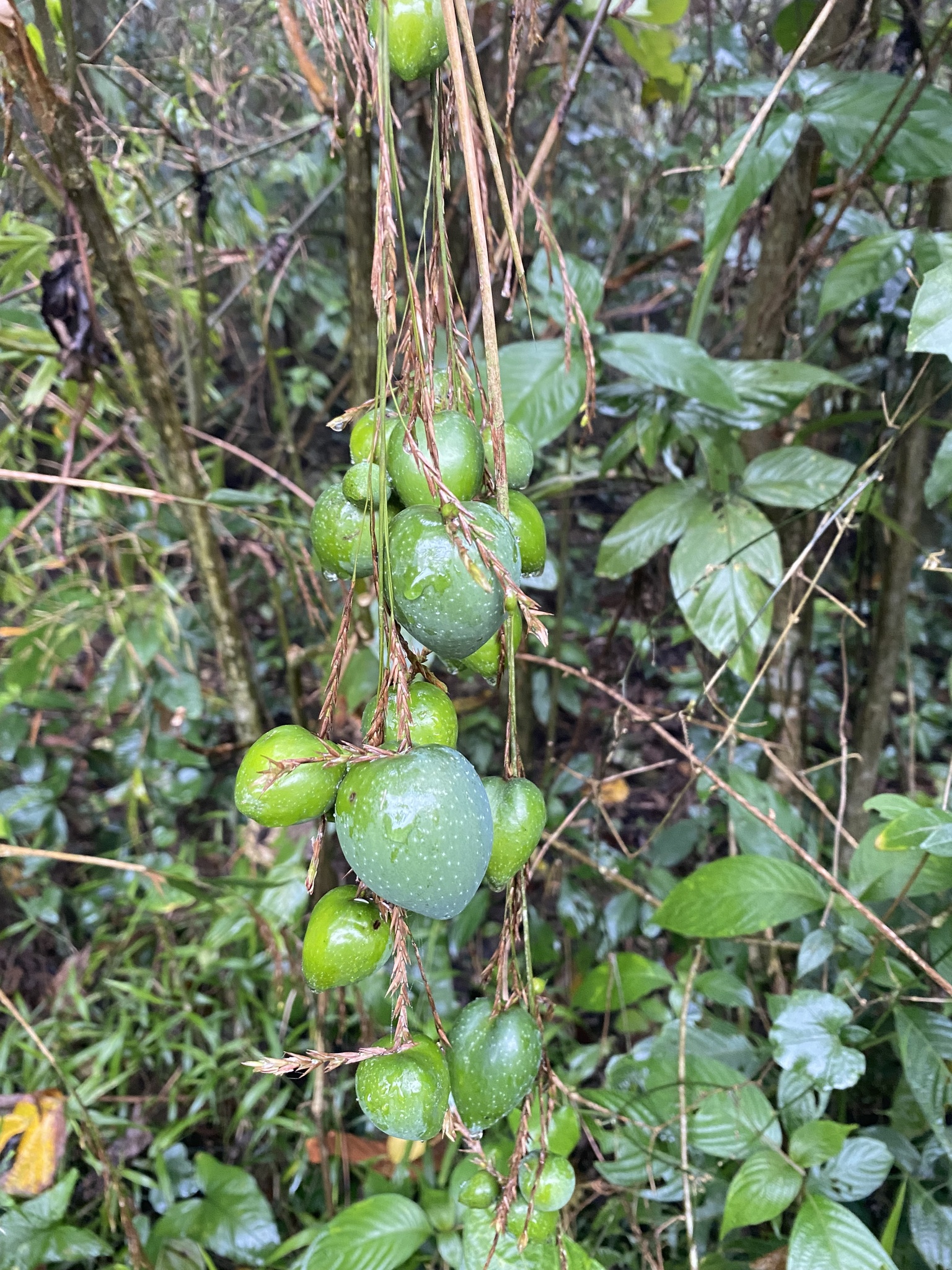 Olmeca reflexa