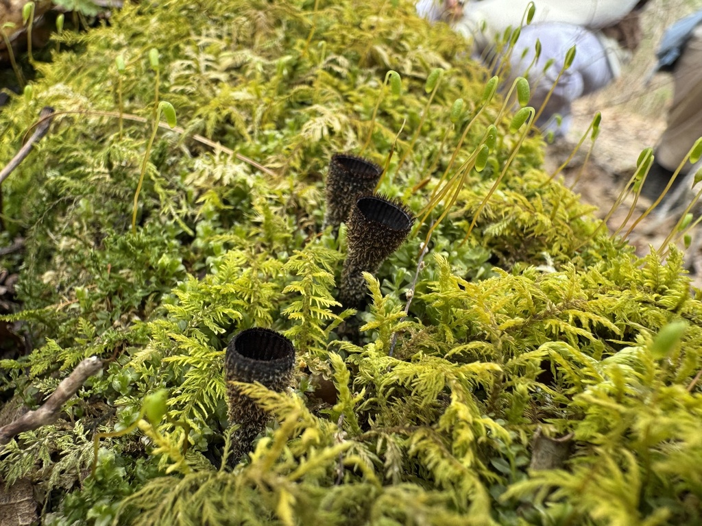 Cyathus striatus · March 2026 · photo: © siphonophoreslinger (iNaturalist, cc-by)