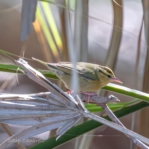 Worm-eating Warbler (Helmitheros vermivorum), photo 5