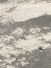 Graphium doson postianus