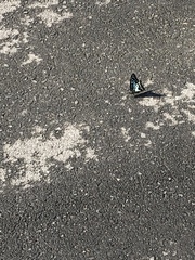 Graphium doson postianus