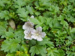 Phacelia platycarpa