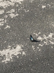 Graphium doson postianus