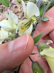 Baptisia bracteata, photograph (c) carter, some rights reserved (CC BY)