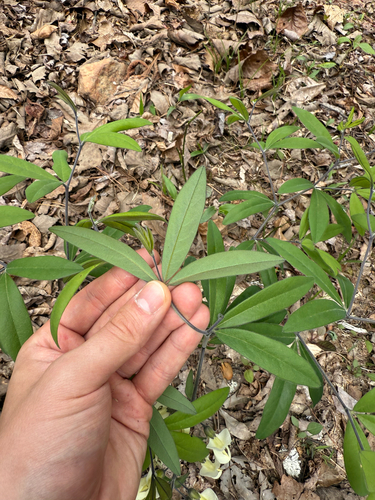 Baptisia bracteata, photograph 4