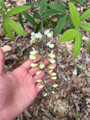 Baptisia bracteata, photograph (c) carter, some rights reserved (CC BY)