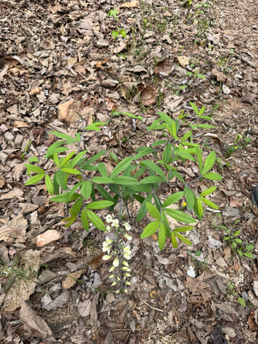 Baptisia bracteata