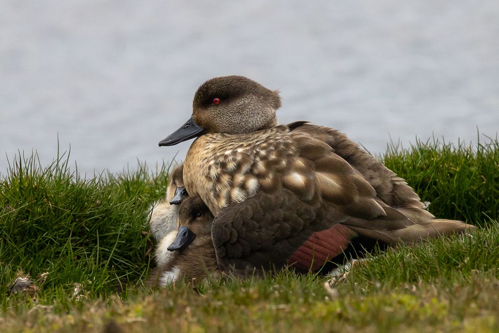 Crested Duck