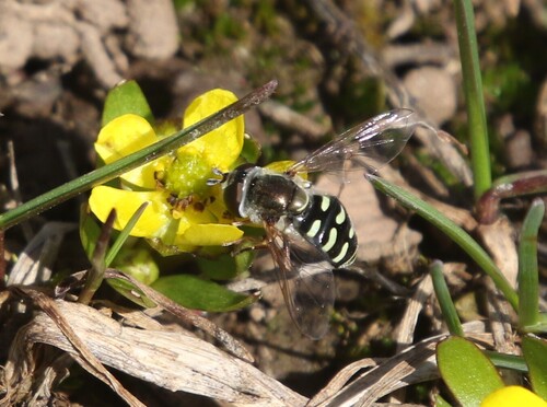 Unknown species found near Teton County, US-ID, US