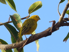 Sicalis columbiana