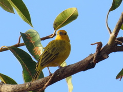 Sicalis columbiana