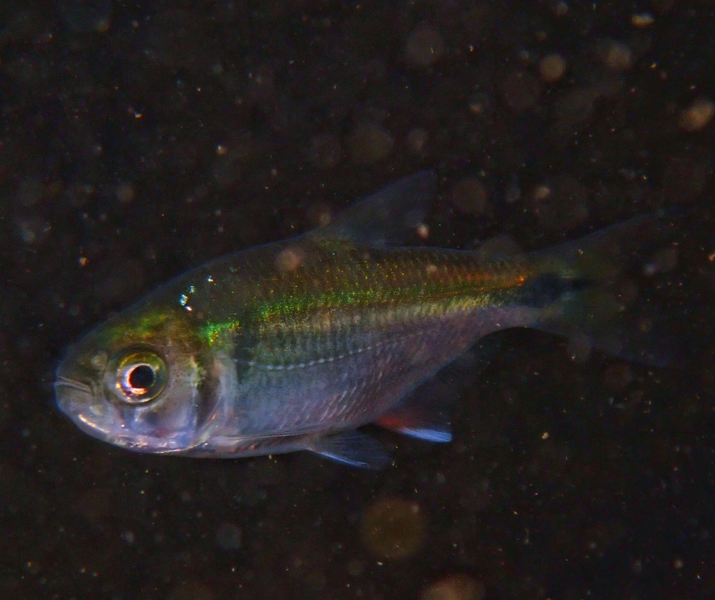 Blind cavefish (Astyanax mexicanus) — Characidae