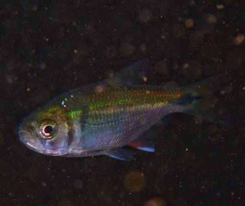 Mexicaanse tetra (Astyanax mexicanus) — Characidae