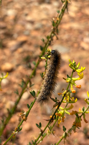 Apantesis ursina photo 3