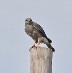 Buteo plagiatus