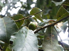 Quercus laurina