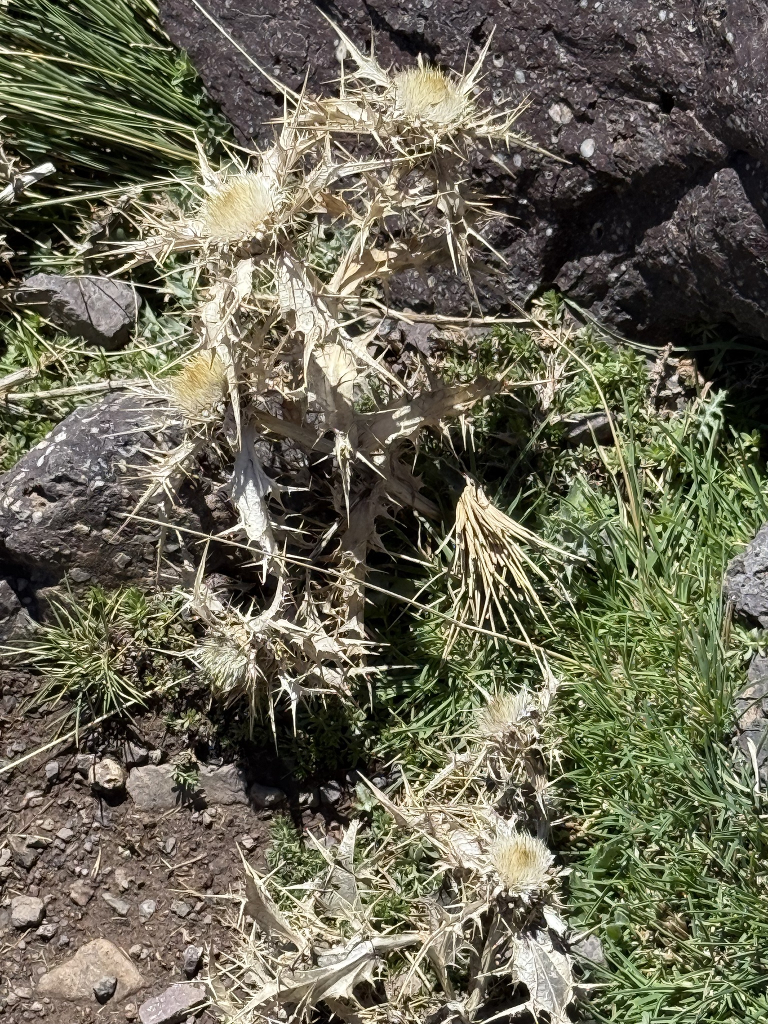 Carlina brachylepis