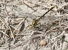 Phanogomphus militaris