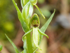 Platanthera brevifolia