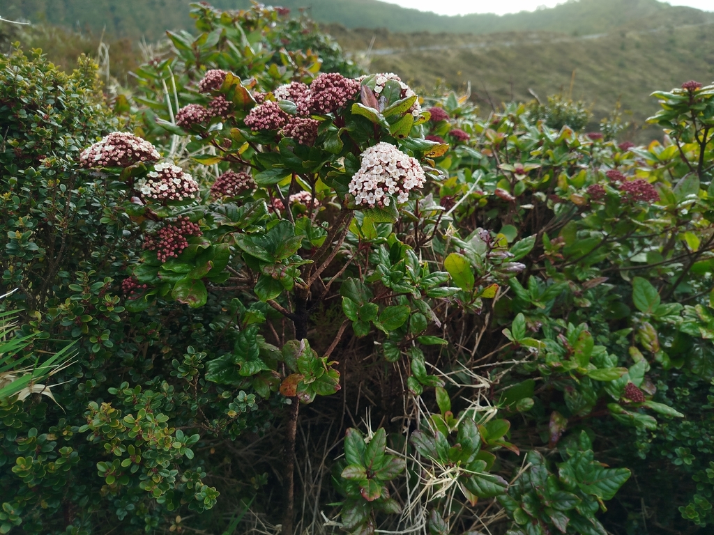 Viburnum treleasei; photograph (c) Celestino Quintela Sabarís, some rights reserved (CC BY)
