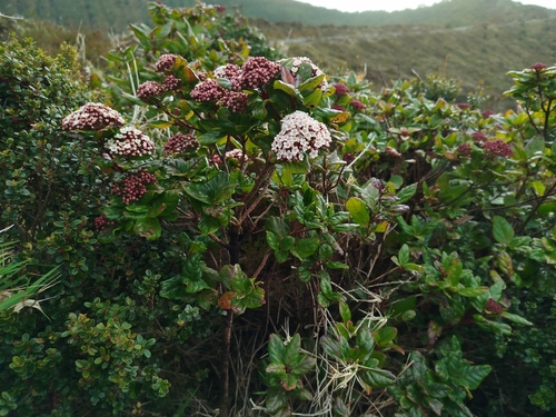 Azorean Laurustinus (Viburnum treleasei)
