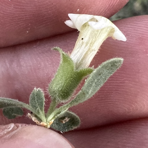 Peach Thorn (Lycium cooperi)