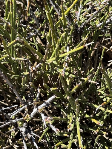 Hedgehog Broom (Erinacea anthyllis)