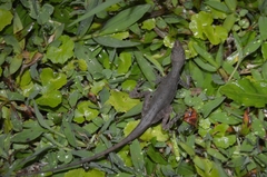Anolis limifrons