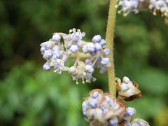 Ceanothus caeruleus