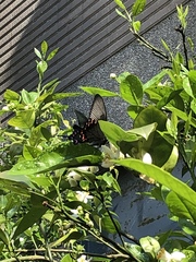 Papilio bianor thrasymedes