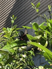Papilio bianor thrasymedes