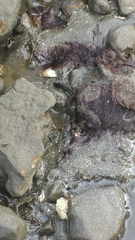 Cebidichthys violaceus