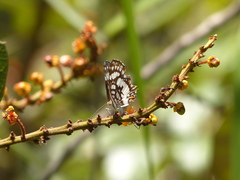 Ariconias glaphyra