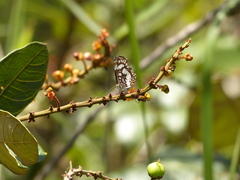 Ariconias glaphyra