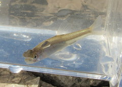 Notropis dorsalis