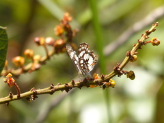 Ariconias glaphyra