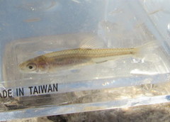Notropis dorsalis