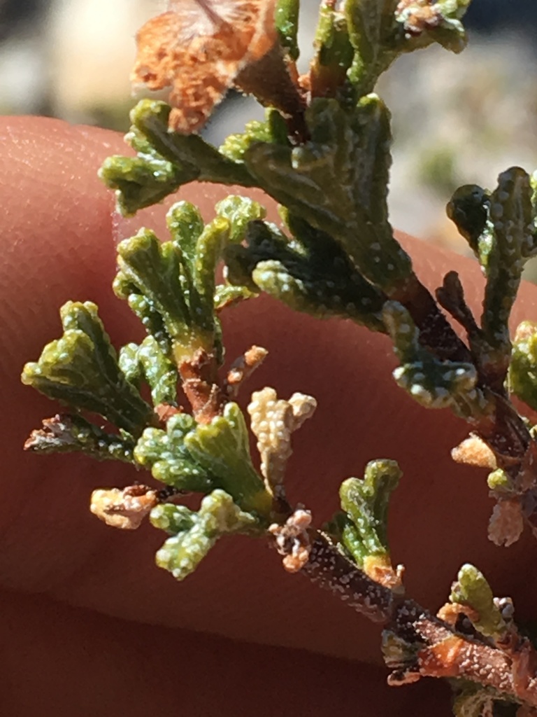 Stansbury's Cliffrose