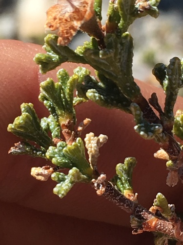 Stansbury's Cliffrose