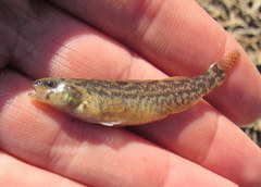 Mud Darter photo 3